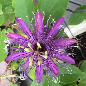 Meet your Posher, Mary-margaret